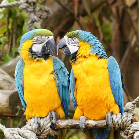 Blue-and-yellow Macaw pair by bowdie on DeviantArt