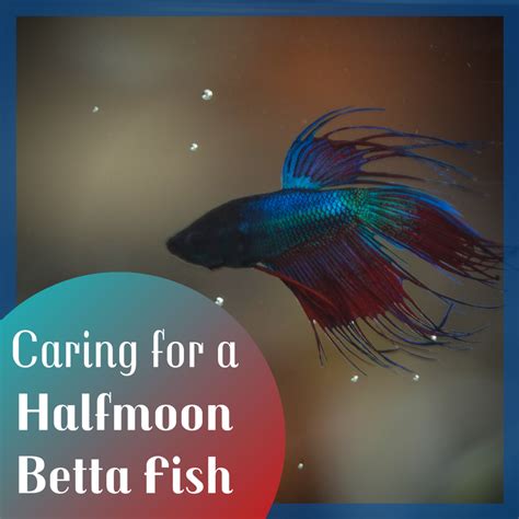 Halfmoon Betta Fish Care and Tips: Tank, Diet, and More - PetHelpful