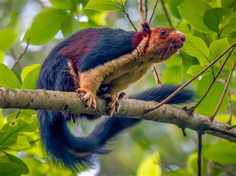 Indian Giant Squirrel-Oddly Beautiful And Colorful Giant Squirrel - Top10animal