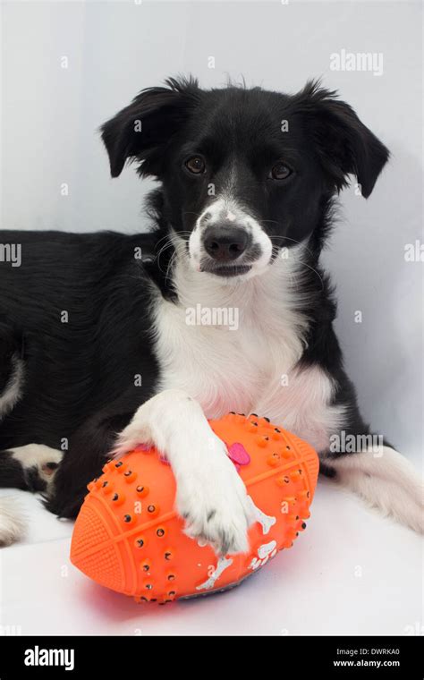 American football dog Stock Photo - Alamy