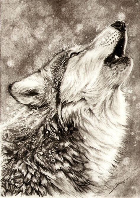 Realistic Pencil Wolf Drawing - bestpencildrawing