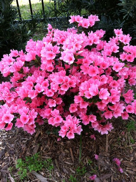 Pin by Rebecca Dugally on My House & Gardens & Cats | Coral bells, Plants, Flowering shrubs