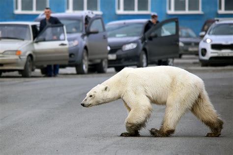 Why the Polar Bear Is an Indisputable Image of Climate Change | The New Yorker