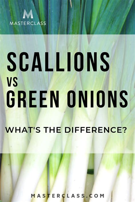 Scallions vs. Green Onions: What’s the Difference? Everything you need to know about scallions ...