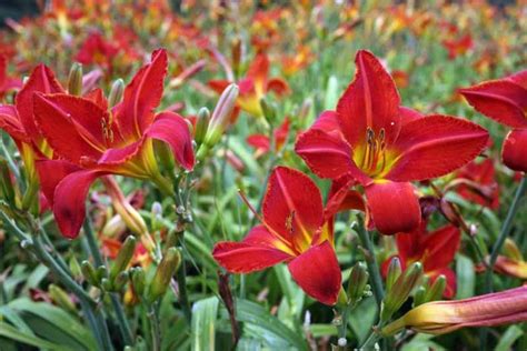 Dwarf Daylilies - A Selection of Pretty Hemerocallis