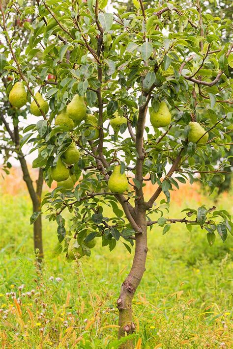 How and When to Prune Pear Trees | Gardener’s Path