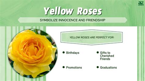 Yellow Roses: Meaning, Symbolism, and Proper Occasions - A-Z Animals