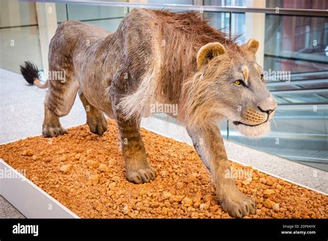 Cave lion hi-res stock photography and images - Alamy