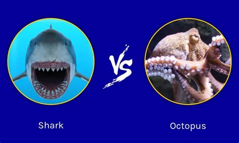 Shark Vs Octopus Game