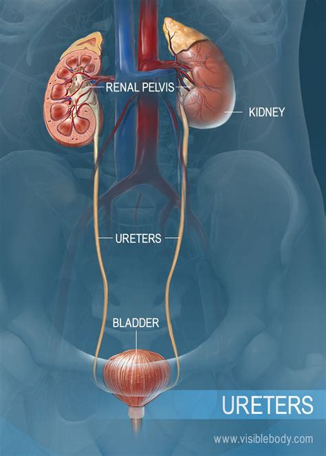 Bladder Anatomy