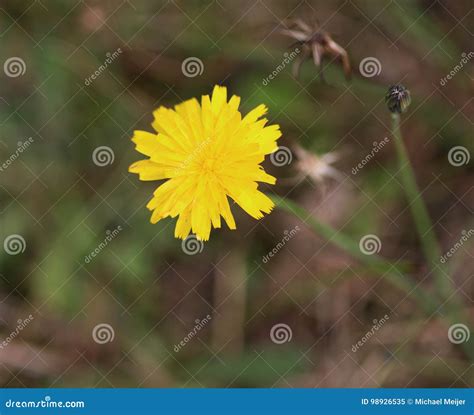 Catsear flower stock image. Image of lawns, pasture, green - 98926535