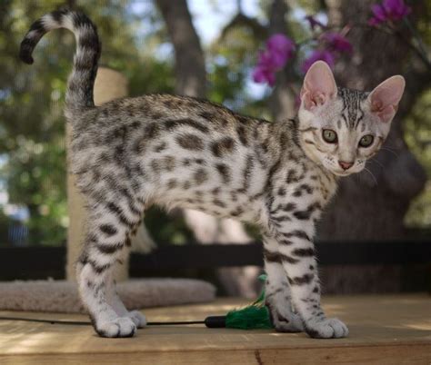 Silver Bengal | Bengal kitten, Bengal cat, Kittens cutest