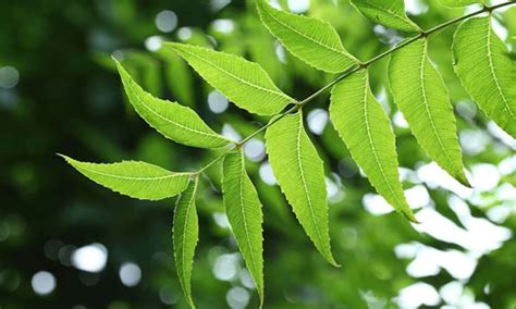 Neem Leaves: 7 Amazing Benefits & 6 Medicinal Uses