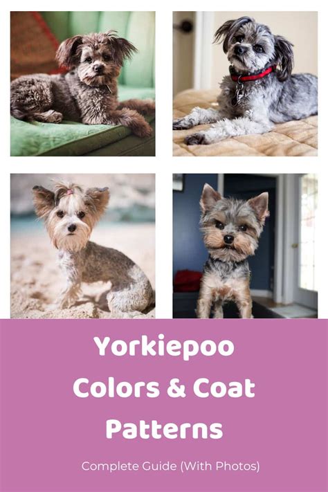 Yorkie Poo Colors & Coat Patterns: Complete Guide (With Photos ...