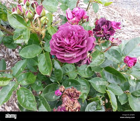 Ebb tide rose hi-res stock photography and images - Alamy