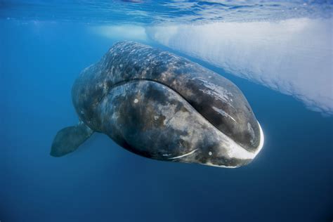 Bowhead Whale | The Canadian Encyclopedia