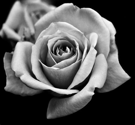 black and white rose | Black and white roses, Rose flower tattoos ...