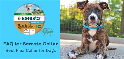 Frequently Asked Questions for Seresto Dog Collar |VetSupply