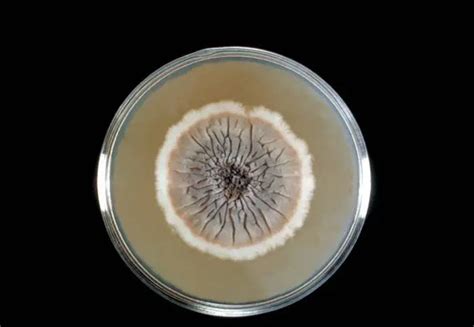 Dimorphic fungi and their properties - Learn Microbiology Online