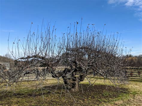 Pruning Apple Trees - The Martha Stewart Blog