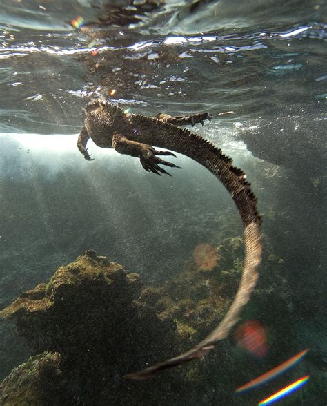 “Where’s Jay”, Galapagos Islands | Firstlight Workshop