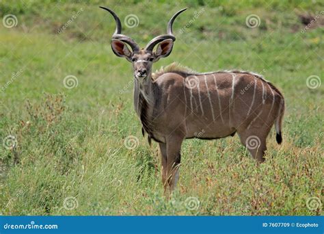 Kudu Antelope Royalty Free Stock Images - Image: 7607709