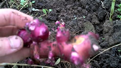 Harvesting Jerusalem Artichoke - YouTube