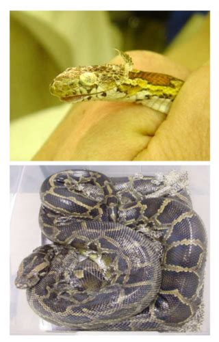 Exotics-Reptile Diseases Flashcards | Quizlet