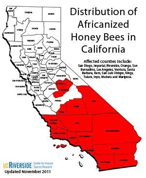 Africanized Honey Bee | Center for Invasive Species Research