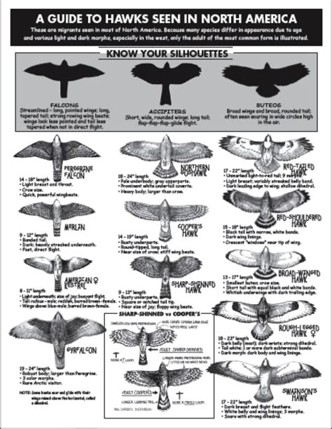 Hawks of North America Silhouette Guide – HMANA