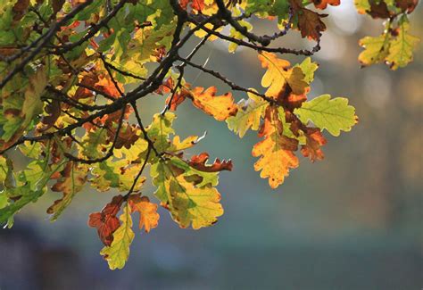 Free Images - oak oak leaves fall