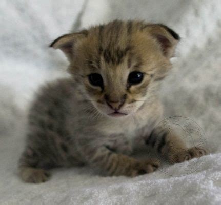 Savannah cat babies are kittens not cubs. It is a sales method.