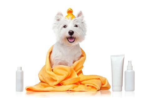 The Best Dog Shampoos : For All Ages & Coat Problems