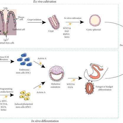 Generation of intestinal organoids from multipotent intestinal stem ...