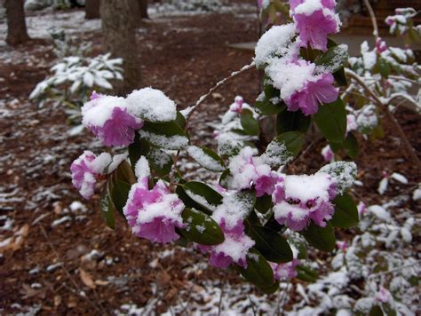 Azalea Winter Care | Plant Addicts