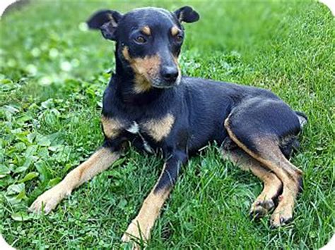 Maverick | Adopted Dog | Lisbon, IA | Rat Terrier/Miniature Pinscher Mix