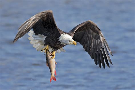 Bald Eagle Catching A Big Fish Photograph by Jun Zuo - Pixels