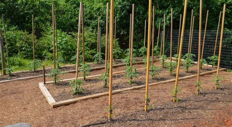 How to Build Strong Tomato Stakes