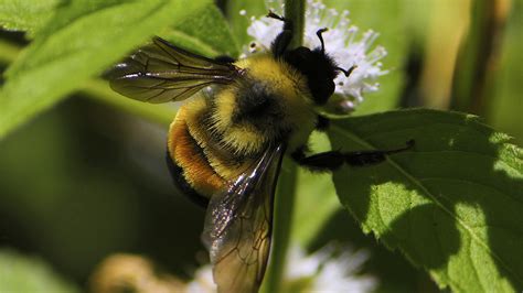 Despite Ag Industry Efforts, First Bee Species Listed As Endangered