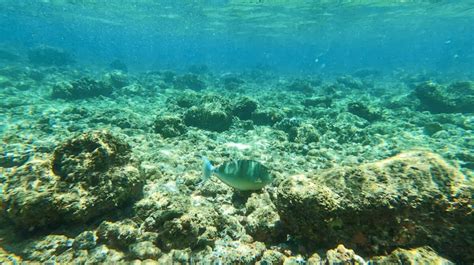 Don’t Miss the 5 Best Snorkeling Spots on Kauai (with maps, directions, and tips) - The Hawaii ...