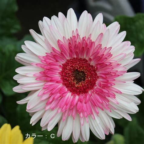 US$ 1.34 - PINK Series Gerbera Daisy Seeds 20+ Perennial Gerbera Jamesonni Plants - m.deargogo ...