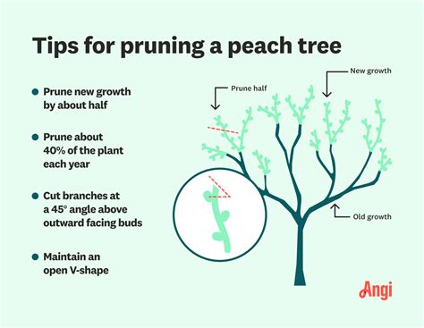 Why Prune Peach Trees