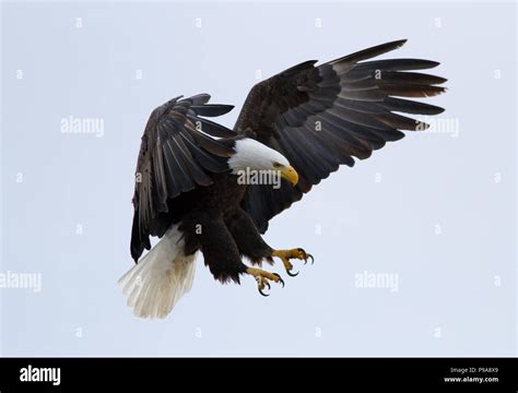 A Bald eagle about to land with wings open and talons drawn out Stock Photo - Alamy