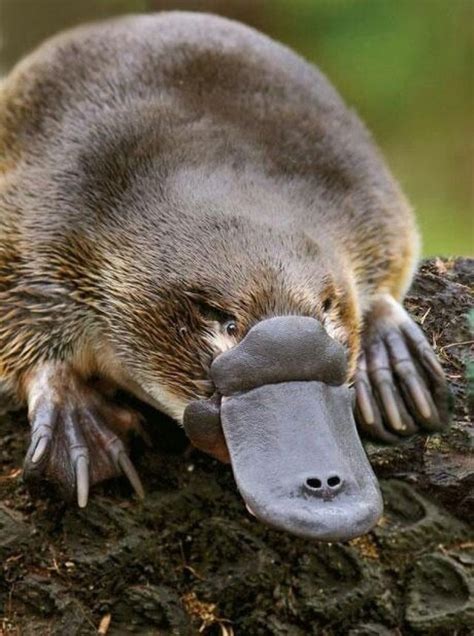 Platypus venom contains a right-handed (D-) amino acid, while most life is based on left-handed ...