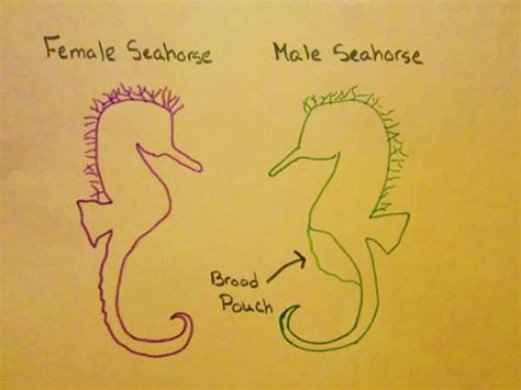 Seahorse Giving Birth