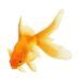 Goldfish Behavior Experiment | Education.com