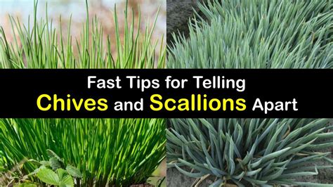 Telling the Difference between Chives and Scallions