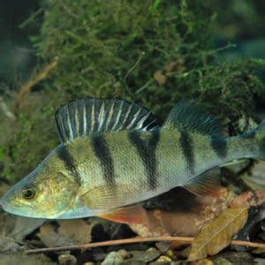 List of Perch Species 2023 [ID + Pictures] - Pond Informer