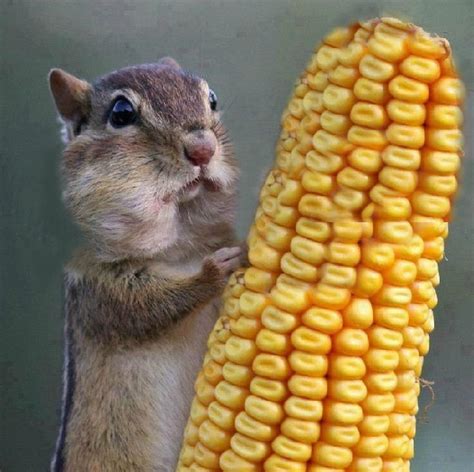 A squirrel eating corn | Rebrn.com