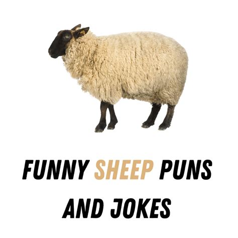 90+ Funny Sheep Puns And Jokes - Funniest Puns